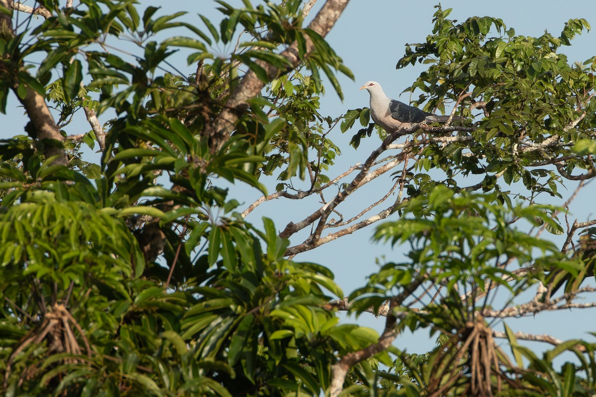 Pale Mountain-Pigeon - ML625113451