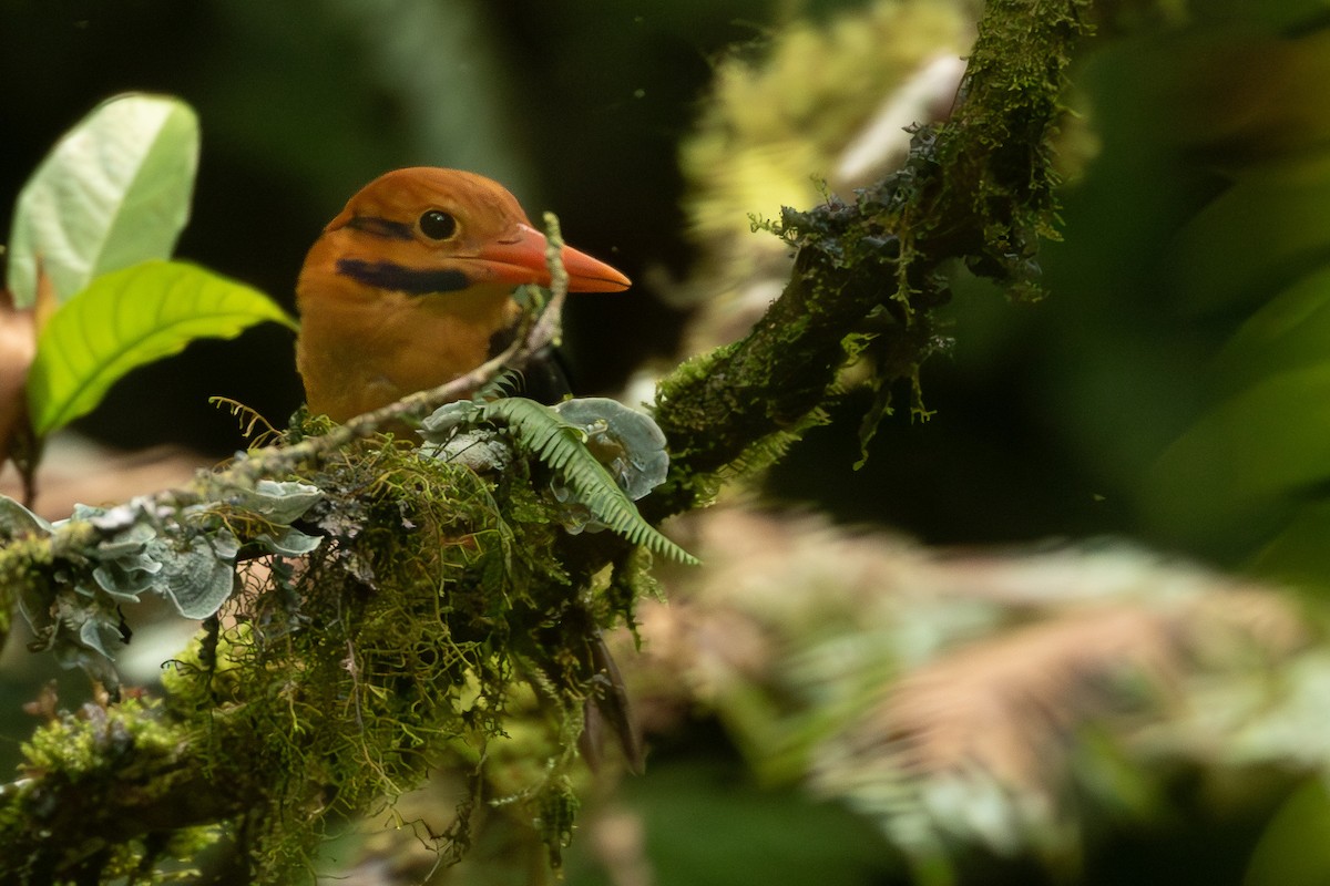 Moustached Kingfisher - ML625113504