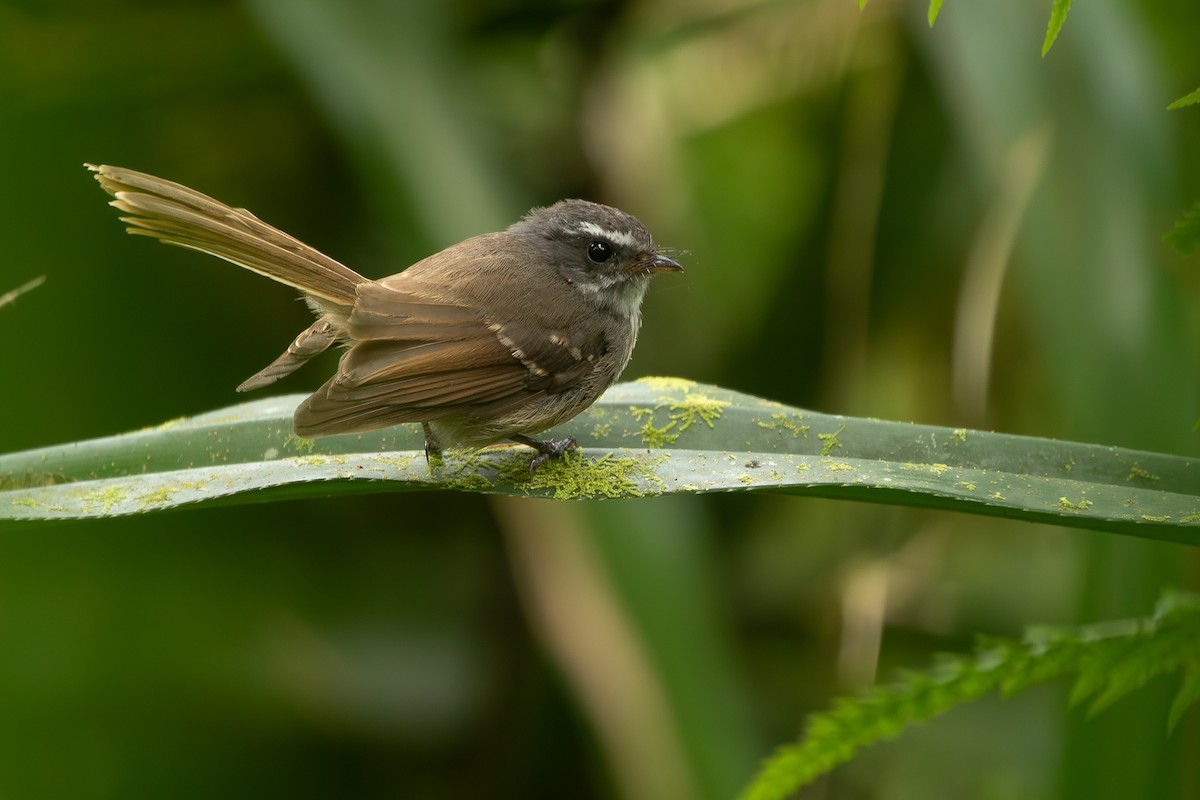 Bougainville Fantail - ML625113540