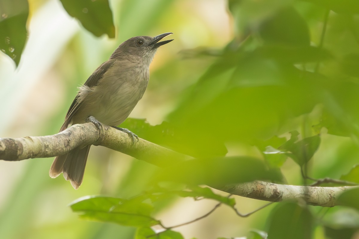 Tagula Shrikethrush - ML625113560