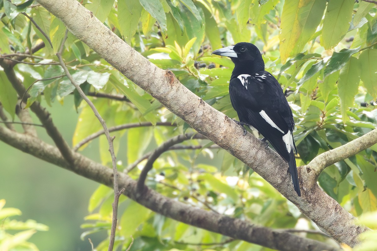 Tagula Butcherbird - Joshua Bergmark | Ornis Birding Expeditions