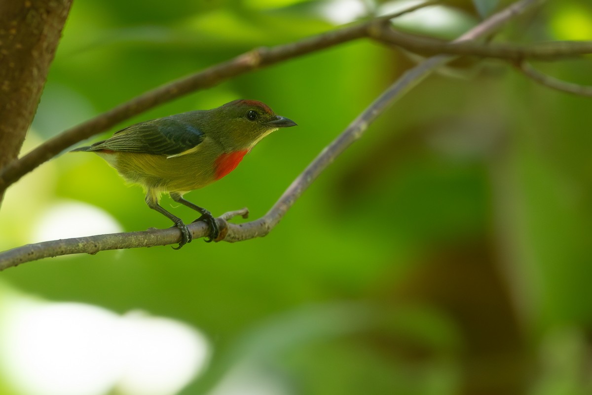 Louisiade Flowerpecker - Joshua Bergmark | Ornis Birding Expeditions