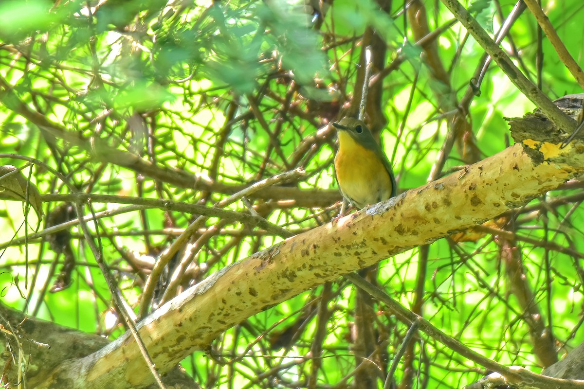 Cyornis sp. - ML625113597