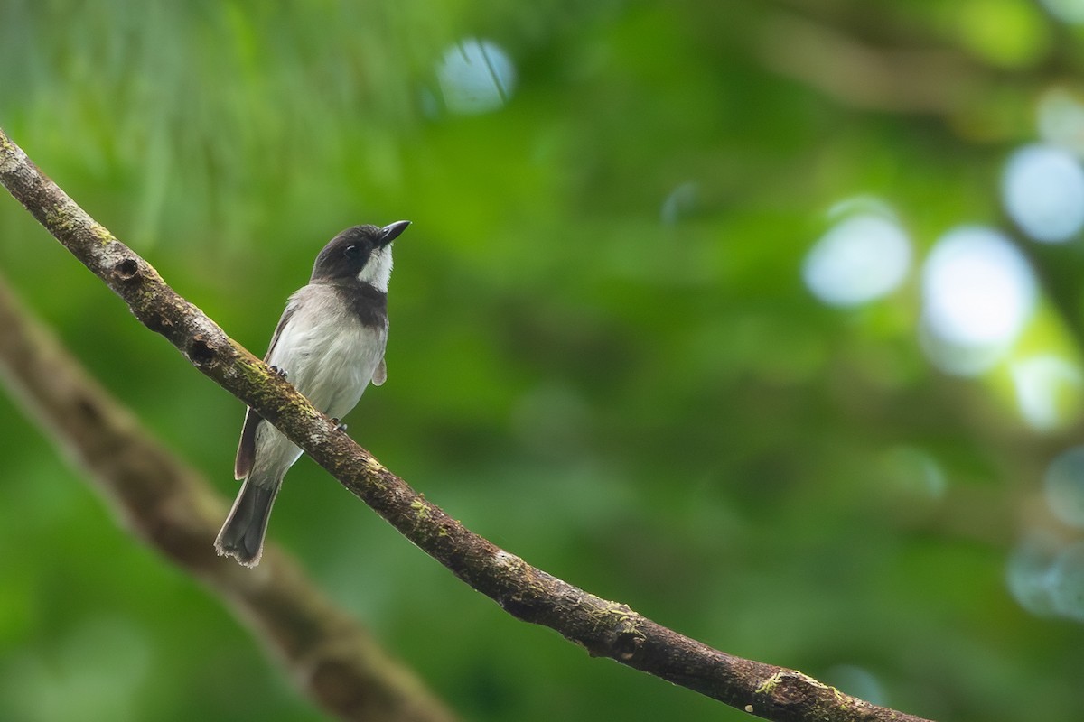 White-bellied Whistler - ML625113601