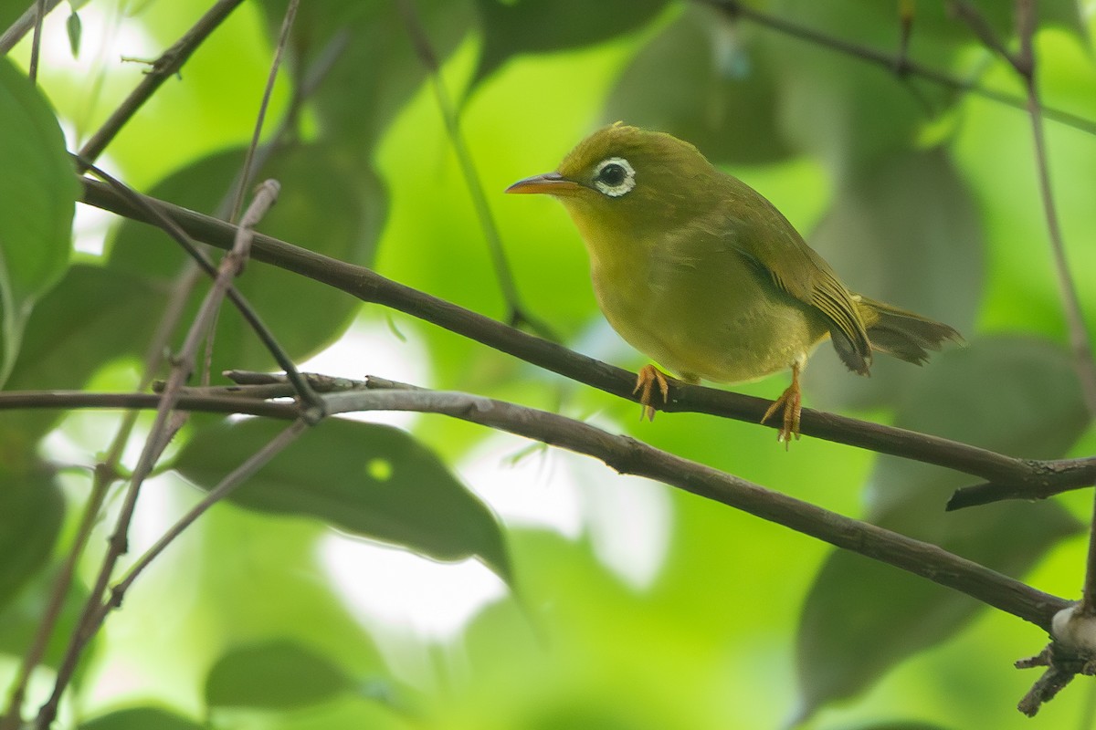 Louisiade White-eye - ML625113602