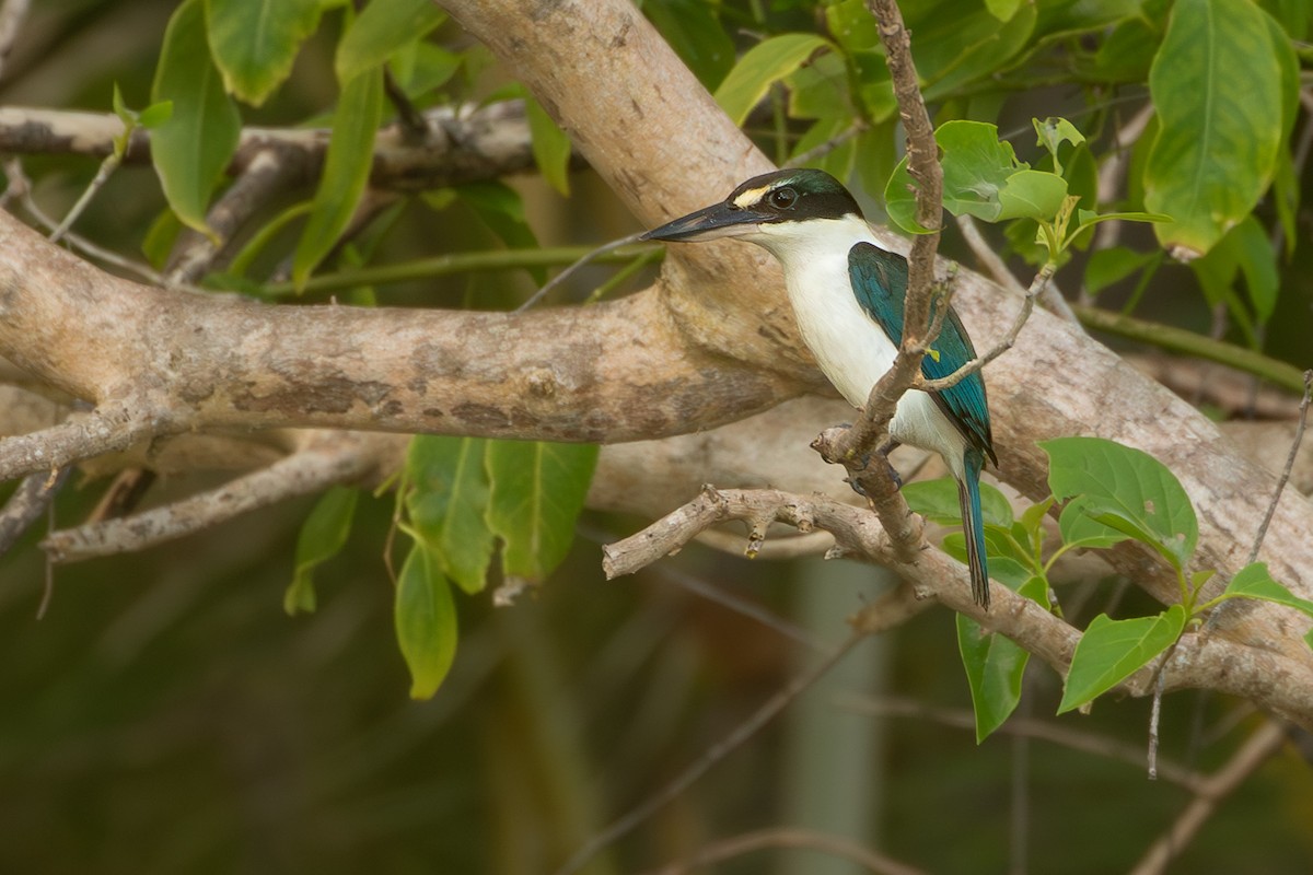 Colonist Kingfisher - ML625113609