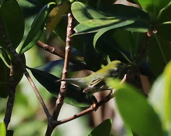 Tennessee Warbler - ML625113668
