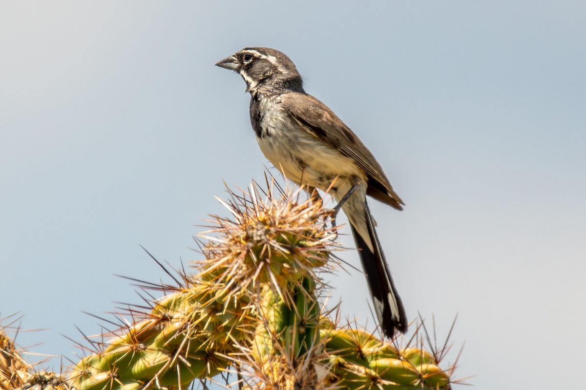 Black-throated Sparrow - ML625113669