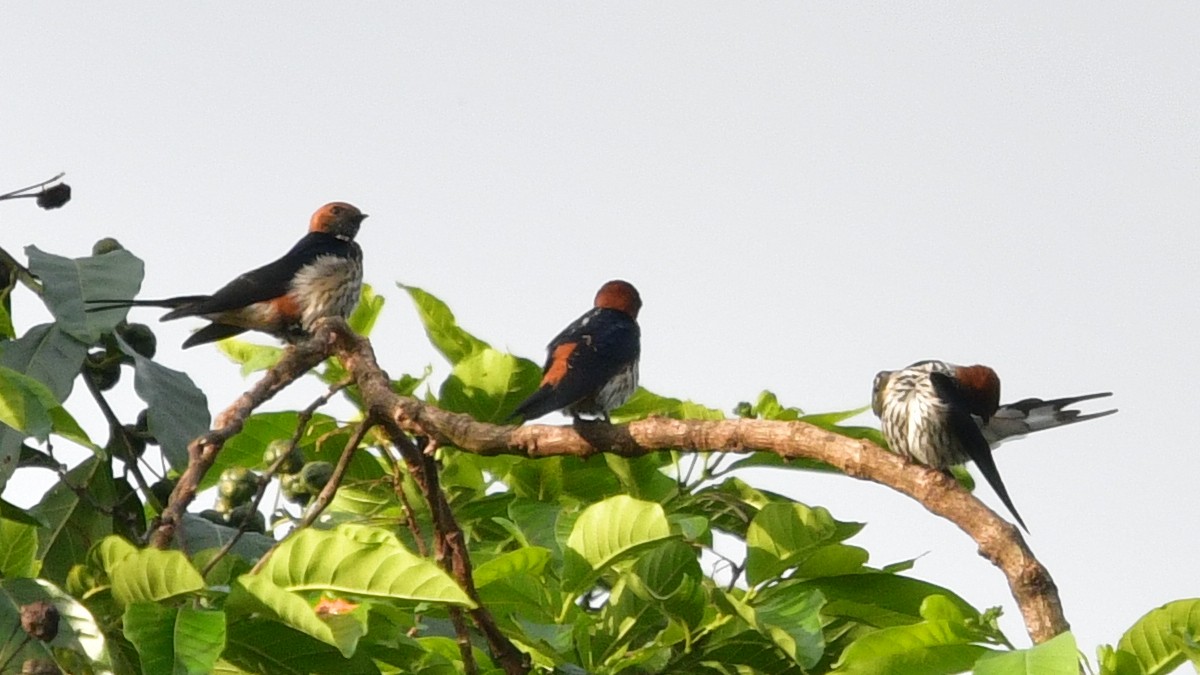 Lesser Striped Swallow - ML625113674