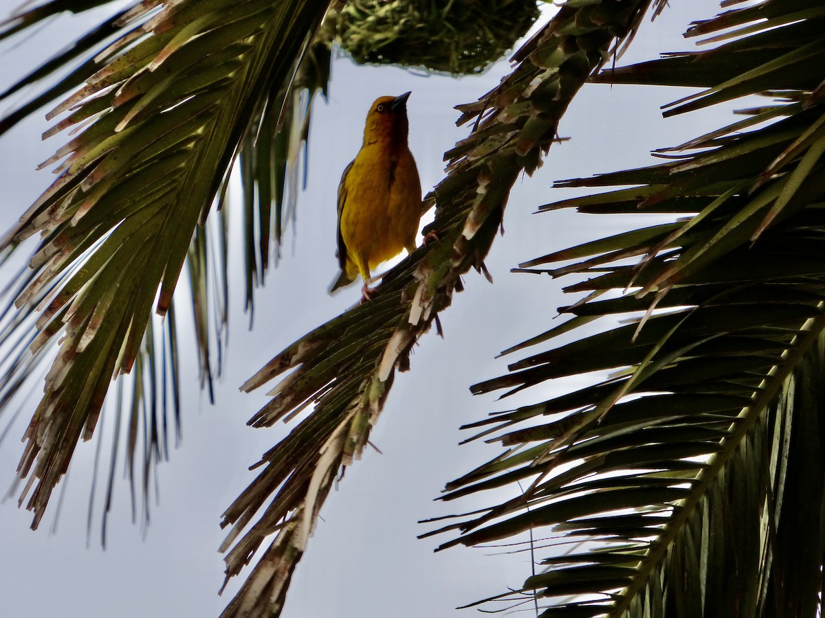 Cape Weaver - ML625113688