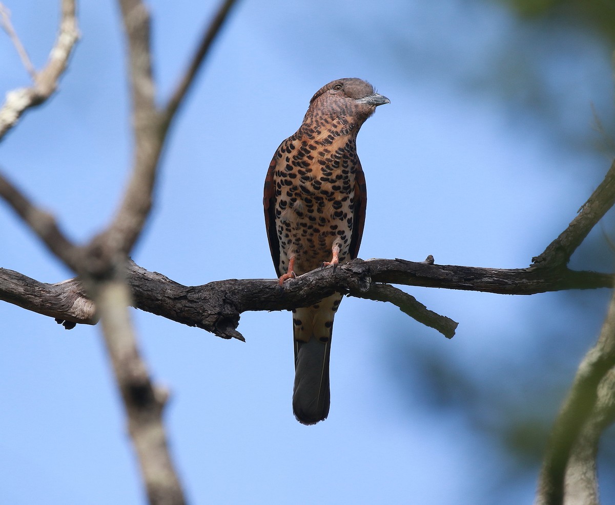 Cuckoo-roller - ML625113689