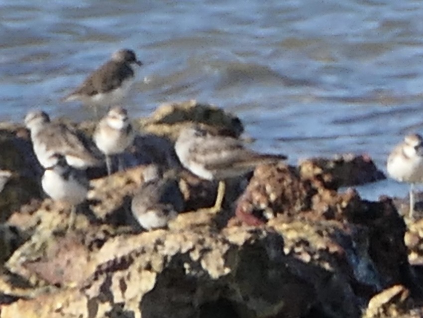 Gray-tailed Tattler - ML625113717