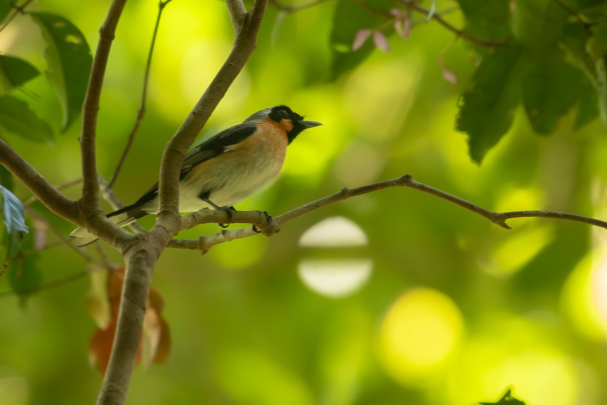 Louisiade Spectacled Monarch - ML625113742