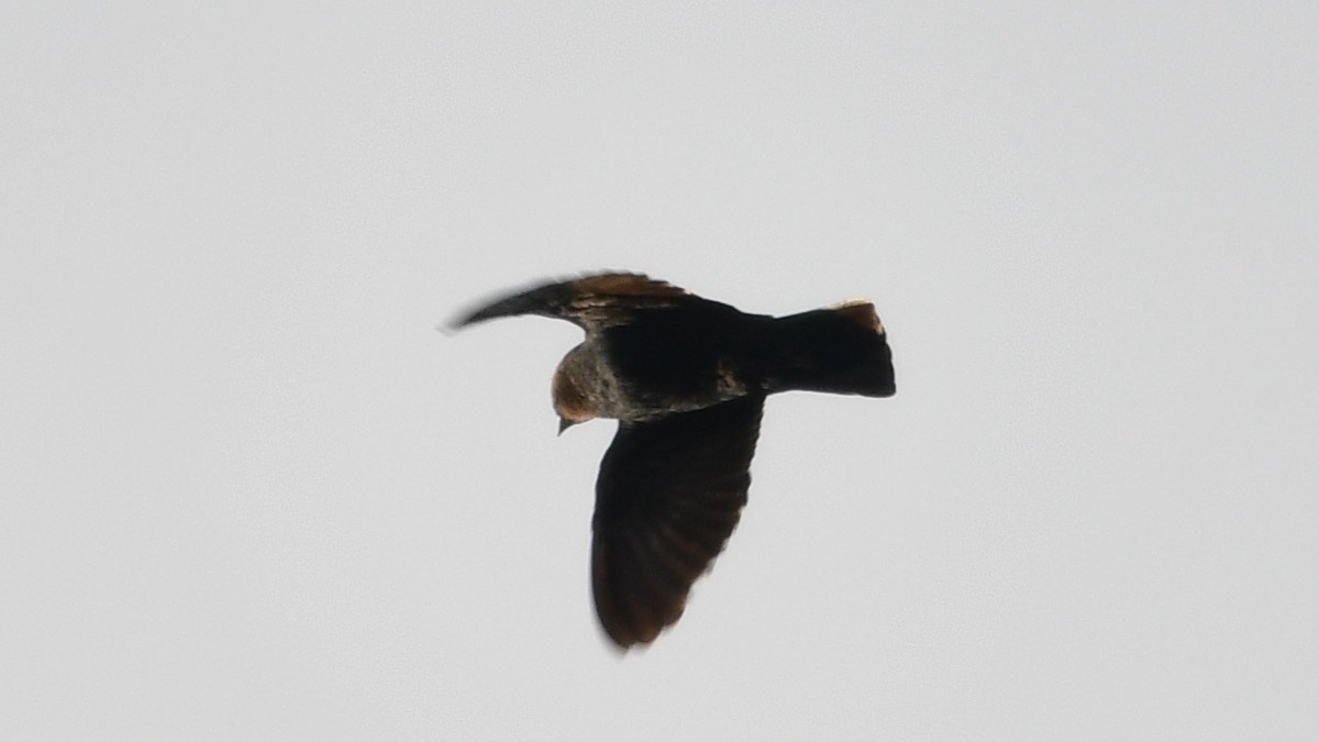 Square-tailed Sawwing - ML625113751