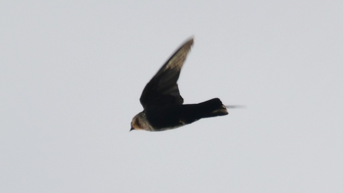 Square-tailed Sawwing - ML625113752