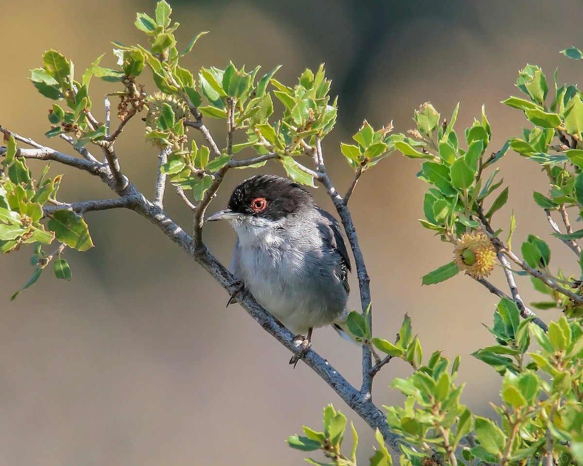 Sardinian Warbler - ML625113798