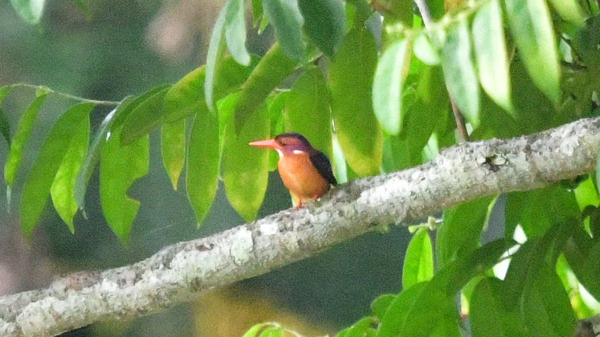 African Pygmy Kingfisher - ML625113800