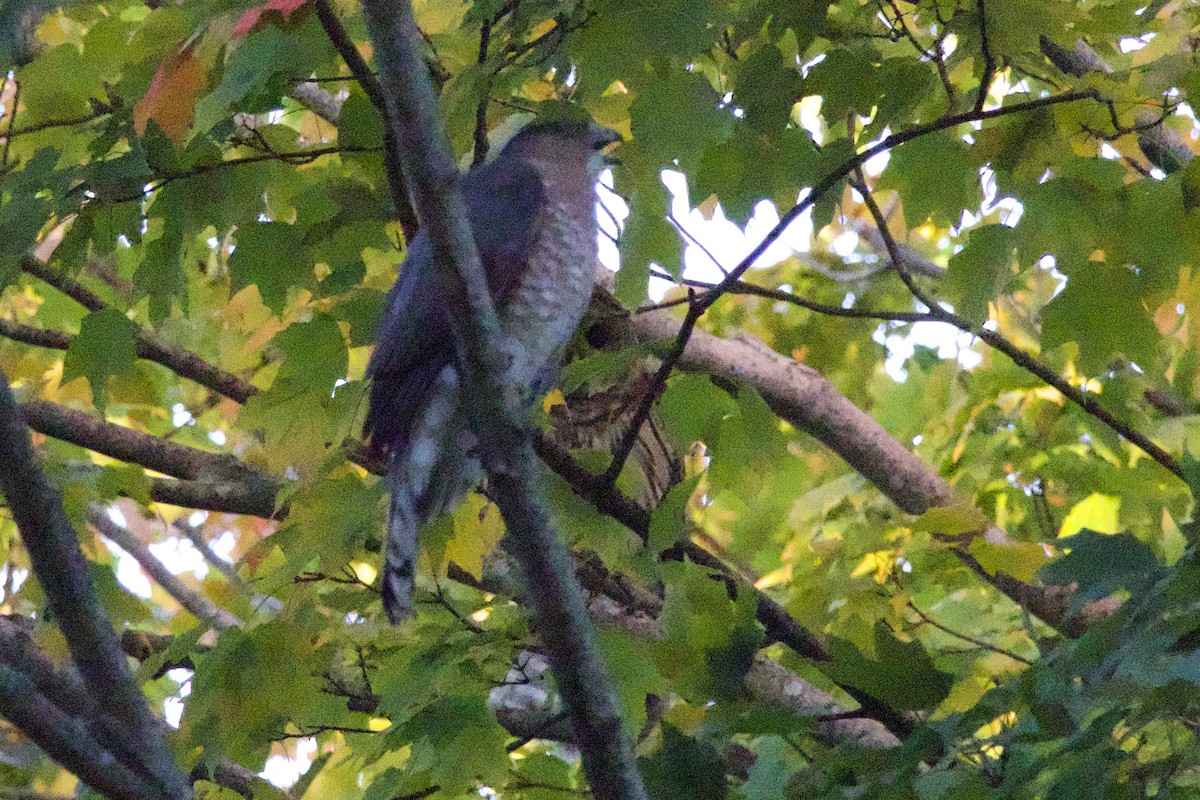 Cooper's Hawk - ML625113896