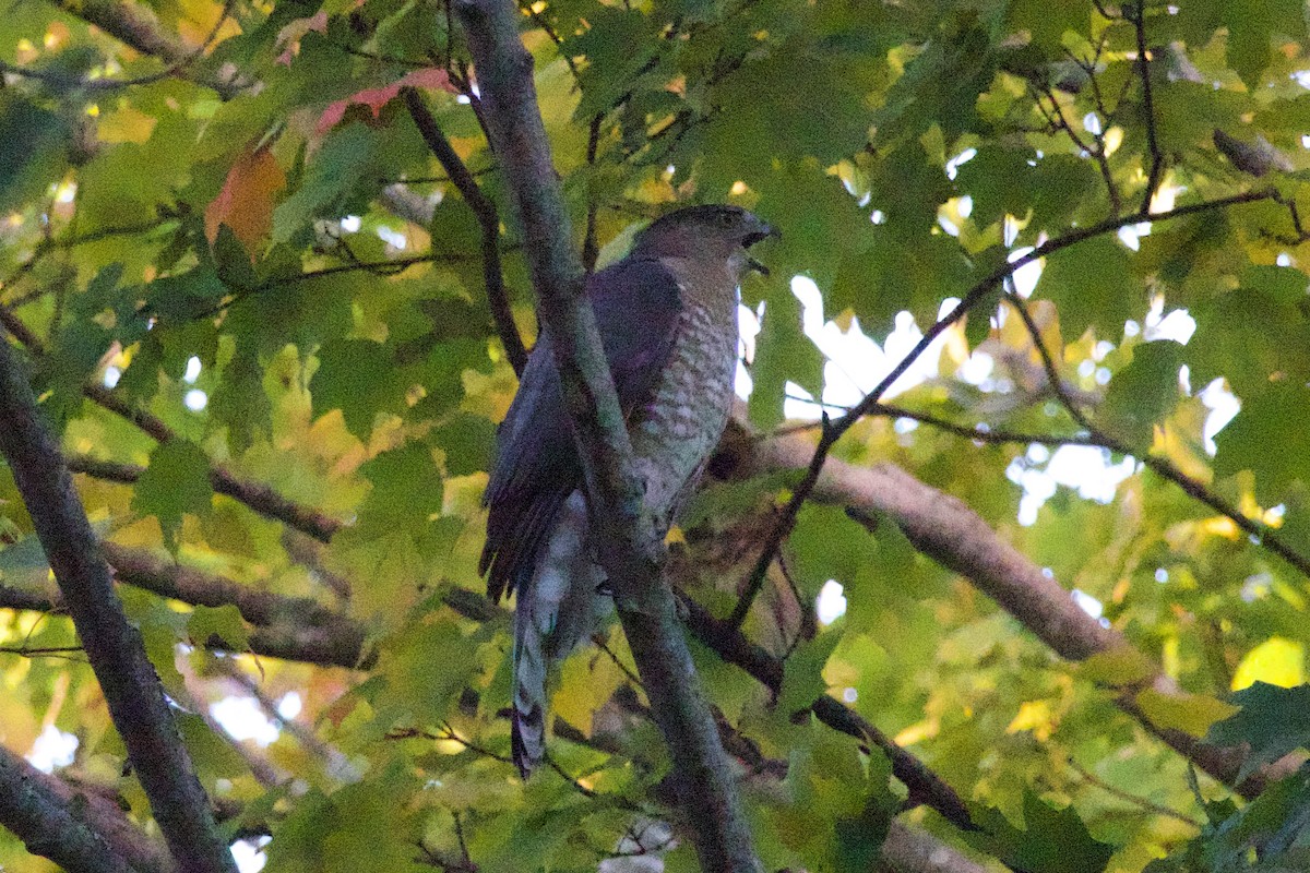 Cooper's Hawk - ML625113897