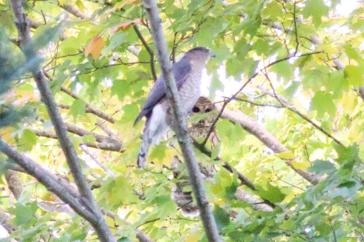 Barred Owl - ML625113899