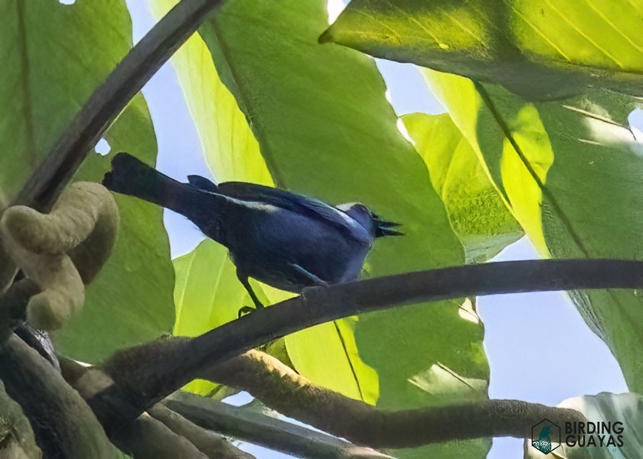 Opal-crowned Tanager - ML625114022