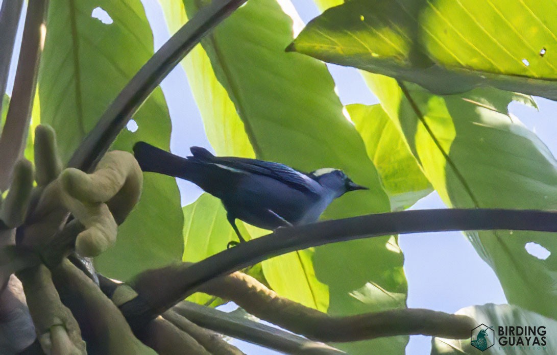Opal-crowned Tanager - ML625114023