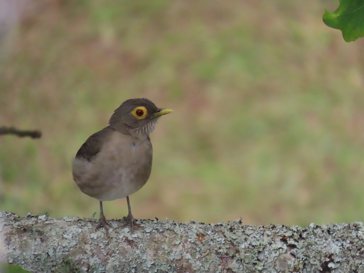 Spectacled Thrush - ML625114028