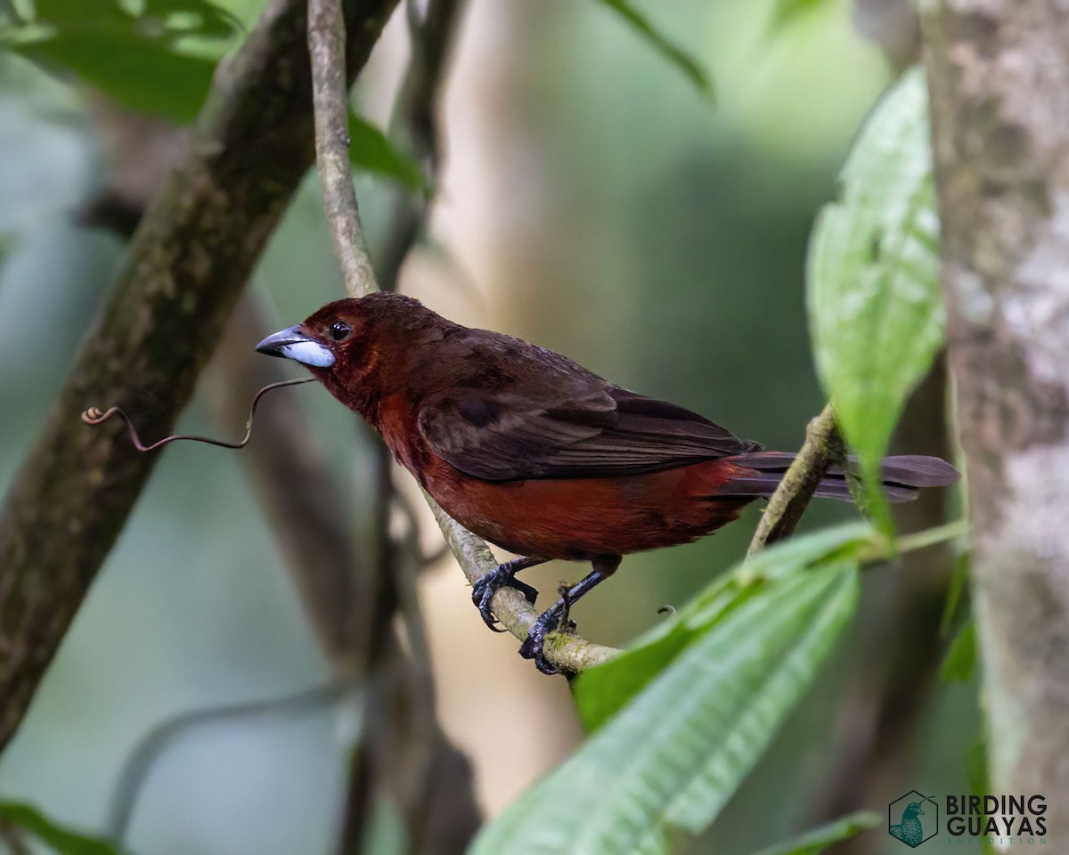Silver-beaked Tanager - ML625114036