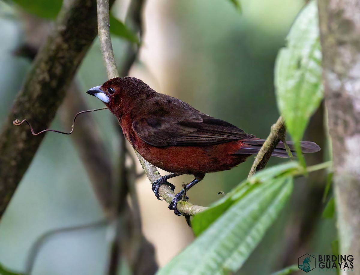 Silver-beaked Tanager - ML625114037