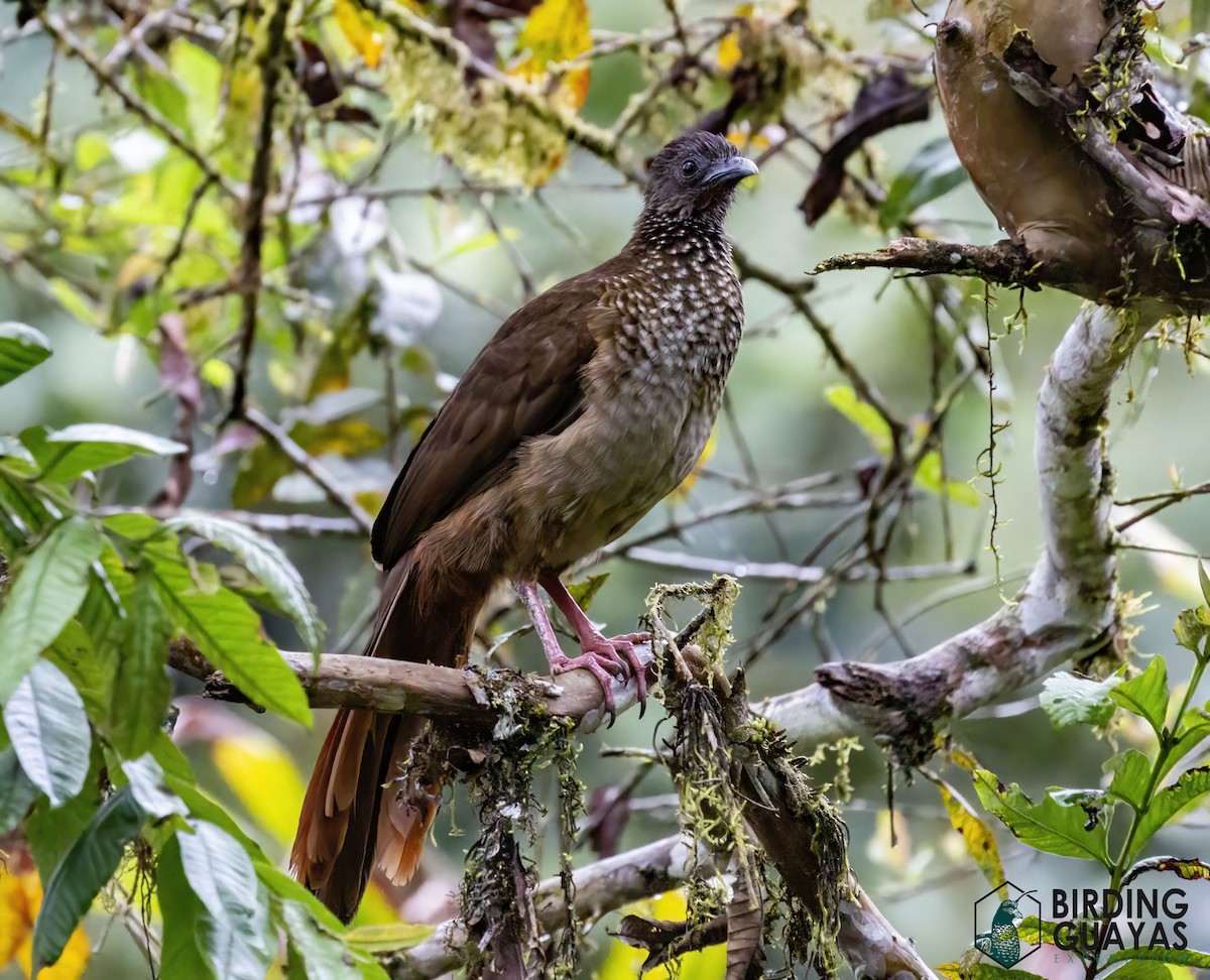 Speckled Chachalaca - ML625114047