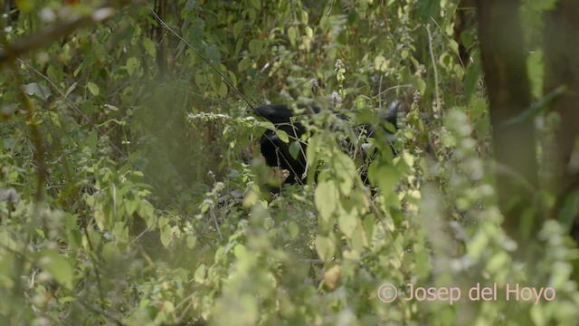 Abyssinian Ground-Hornbill - ML625114048