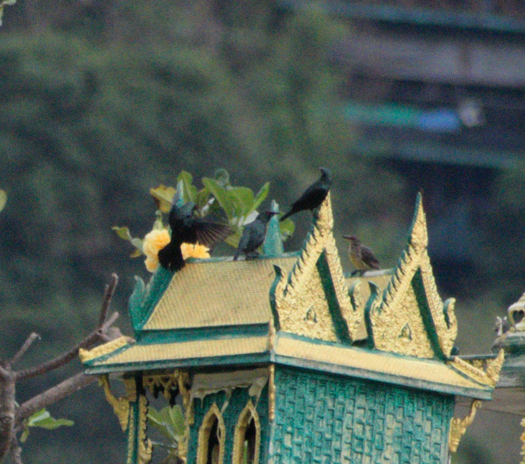 Asian Glossy Starling - ML625114179