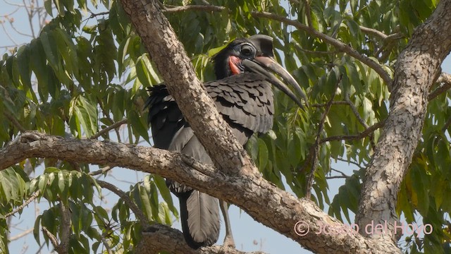 Abyssinian Ground-Hornbill - ML625114241