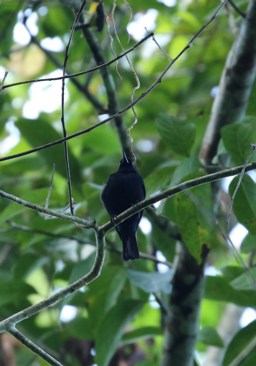 Jamaican Blackbird - ML625114285