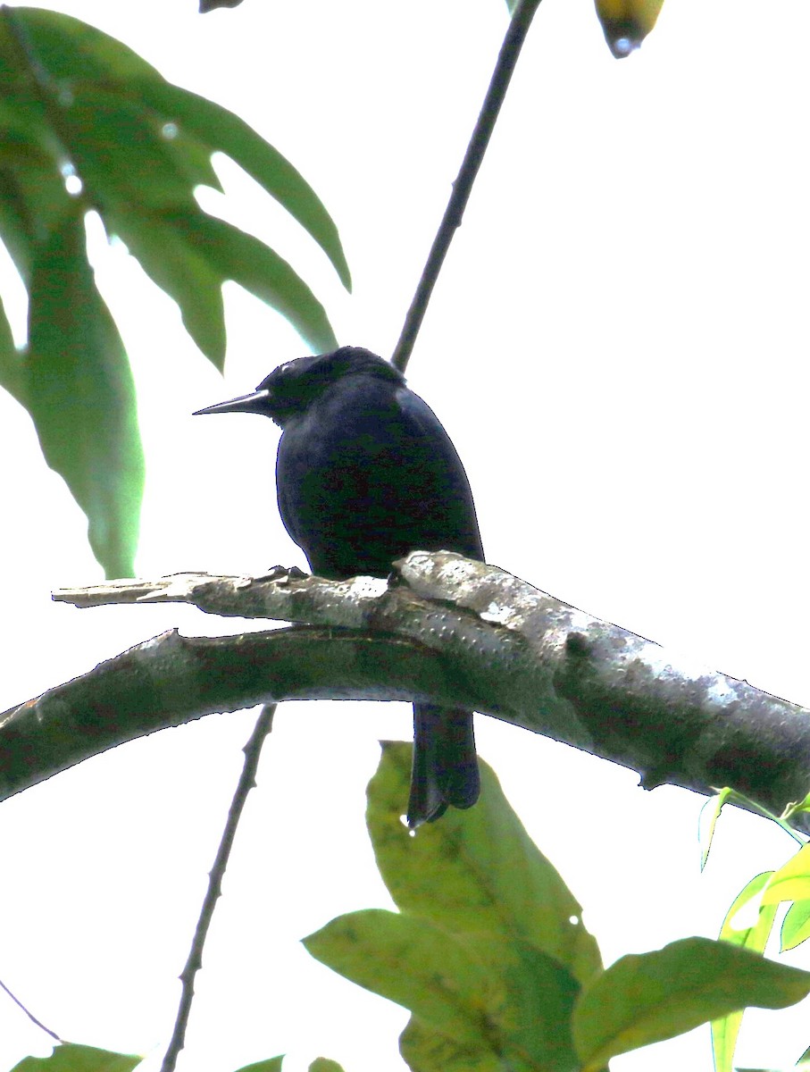 Jamaican Blackbird - ML625114287