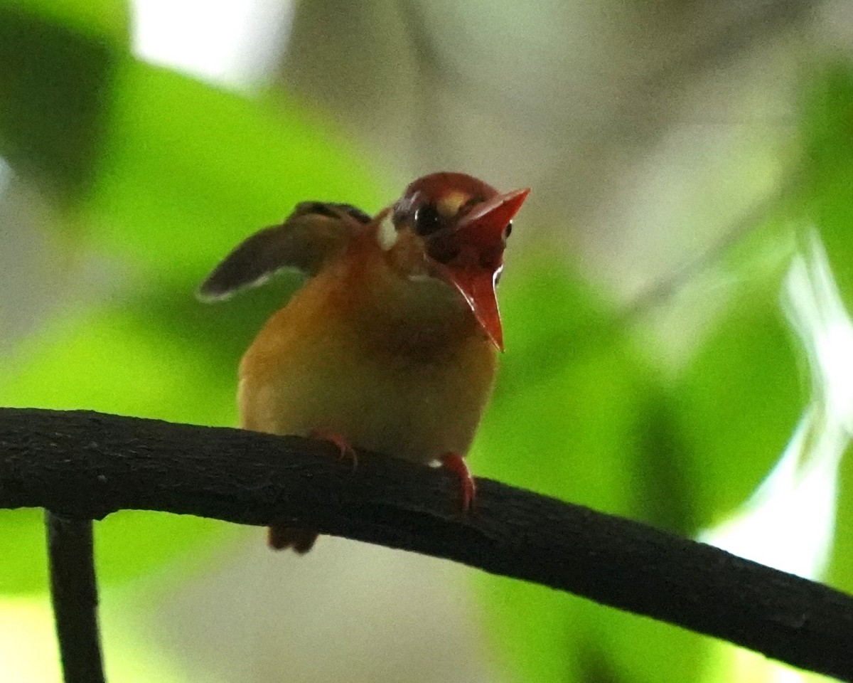 Black-backed Dwarf-Kingfisher - ML625114345