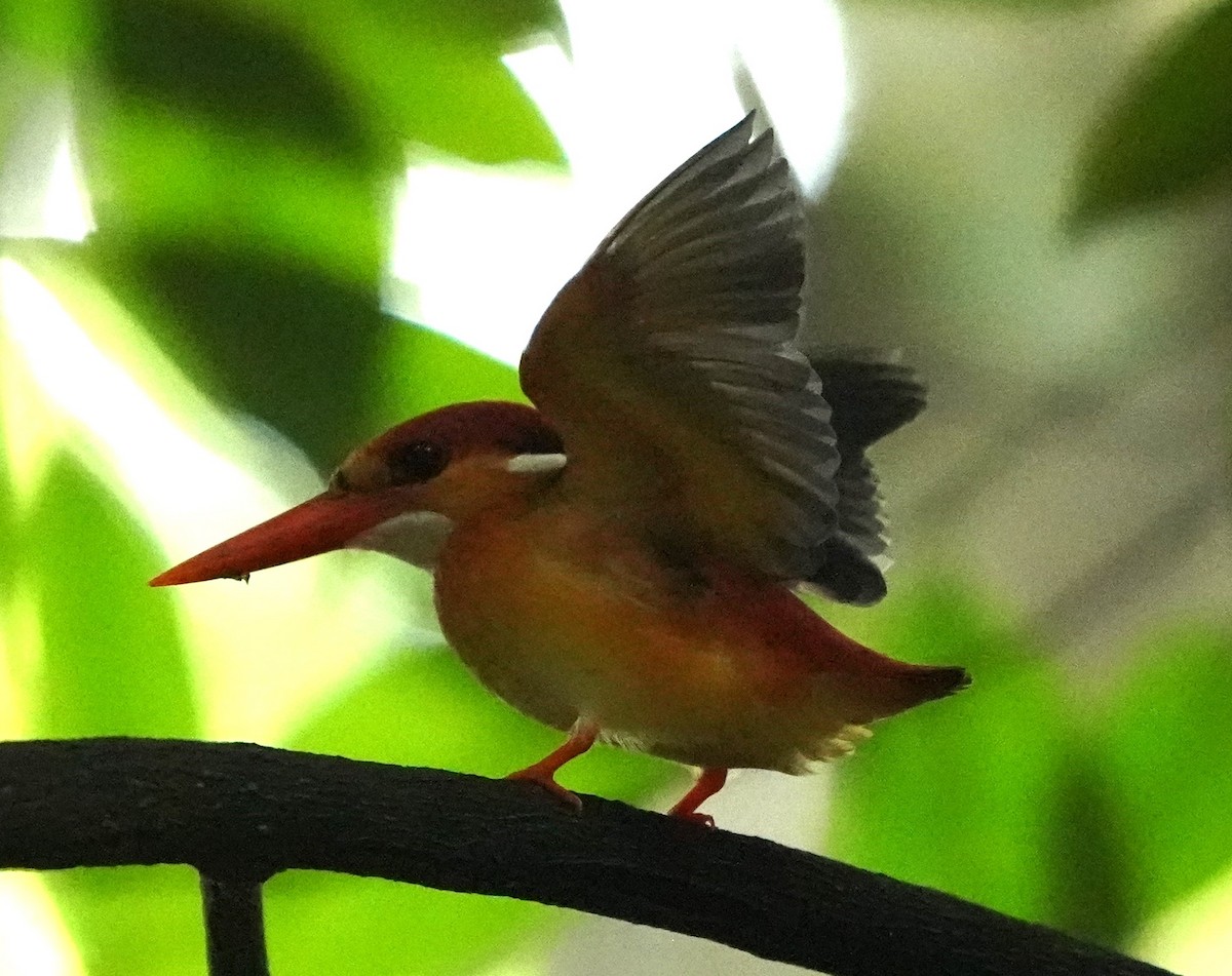 Black-backed Dwarf-Kingfisher - ML625114346
