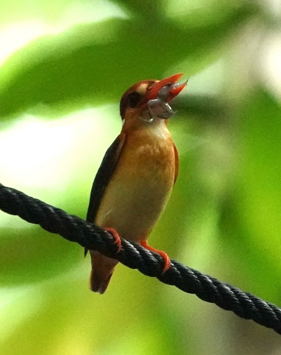 Black-backed Dwarf-Kingfisher - ML625114347