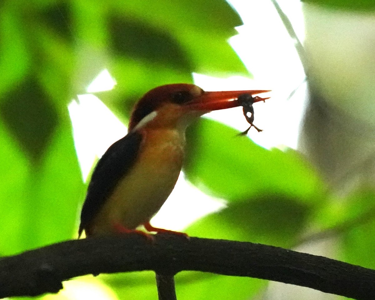 Black-backed Dwarf-Kingfisher - ML625114348