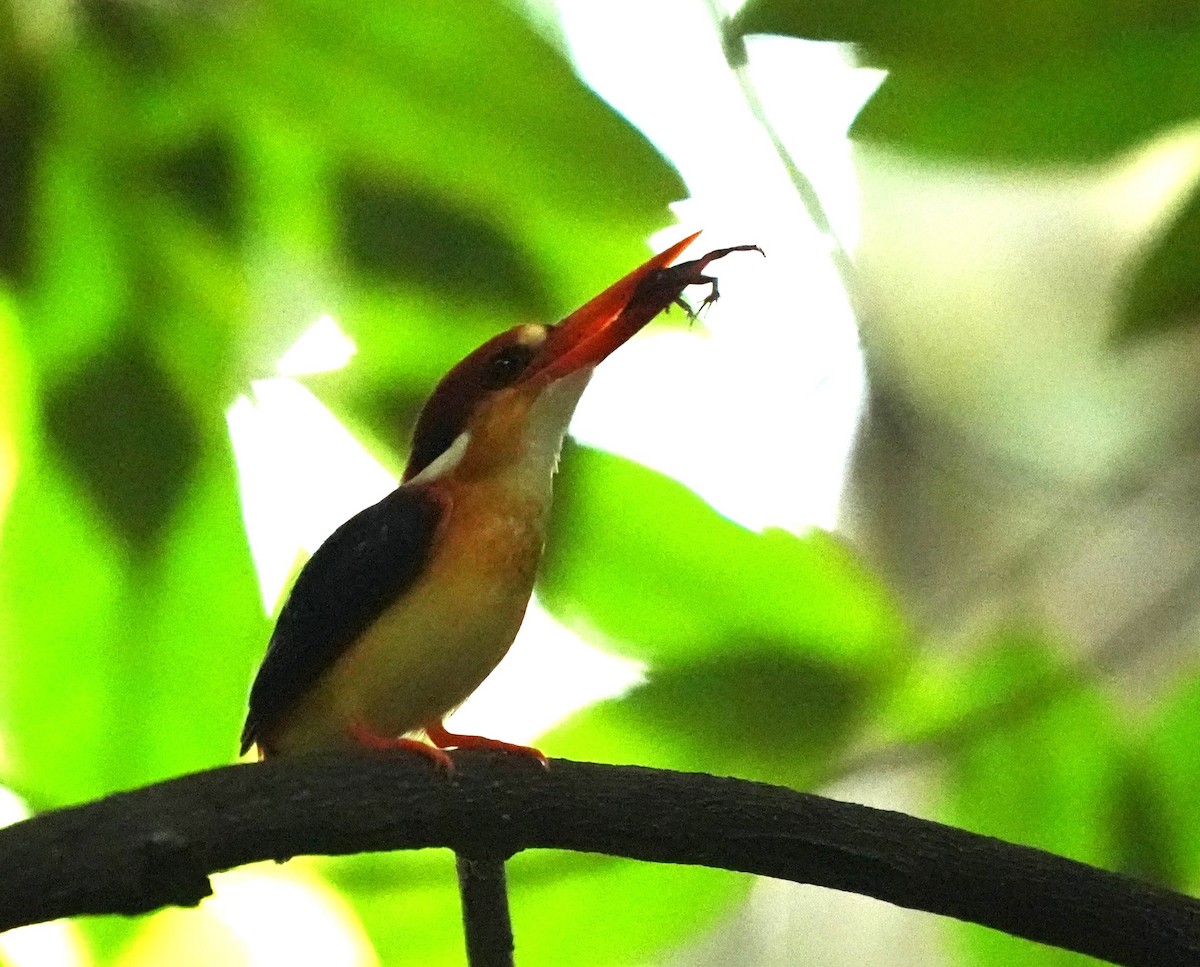 Black-backed Dwarf-Kingfisher - ML625114349