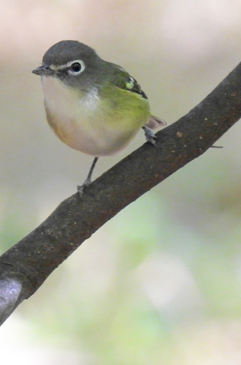Blue-headed Vireo - ML625114549