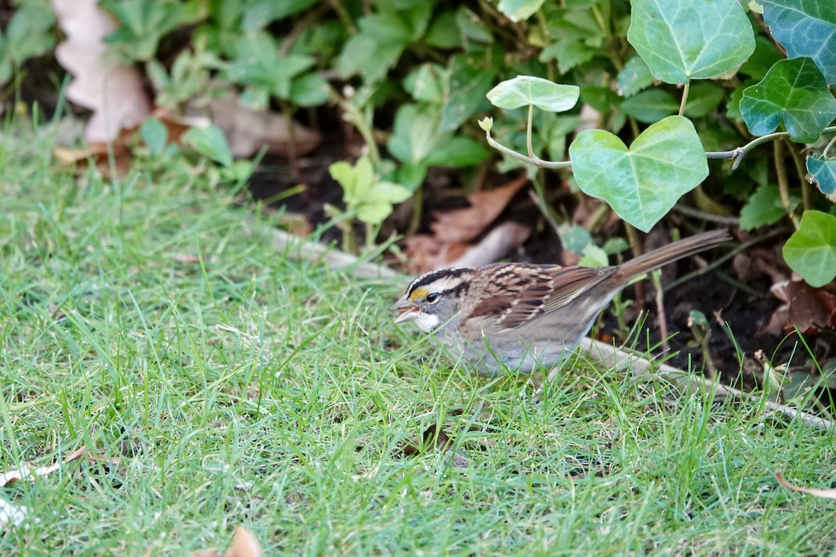 White-throated Sparrow - ML625114929
