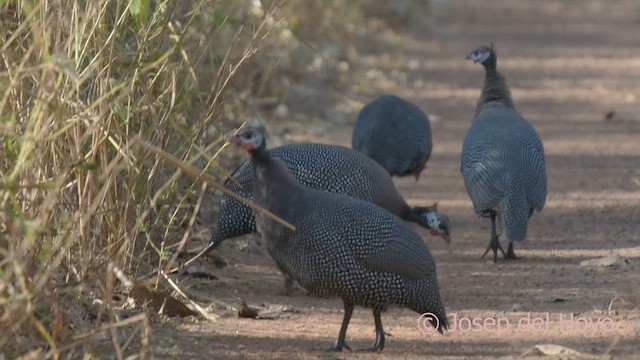 ホロホロチョウ（galeatus） - ML625115062