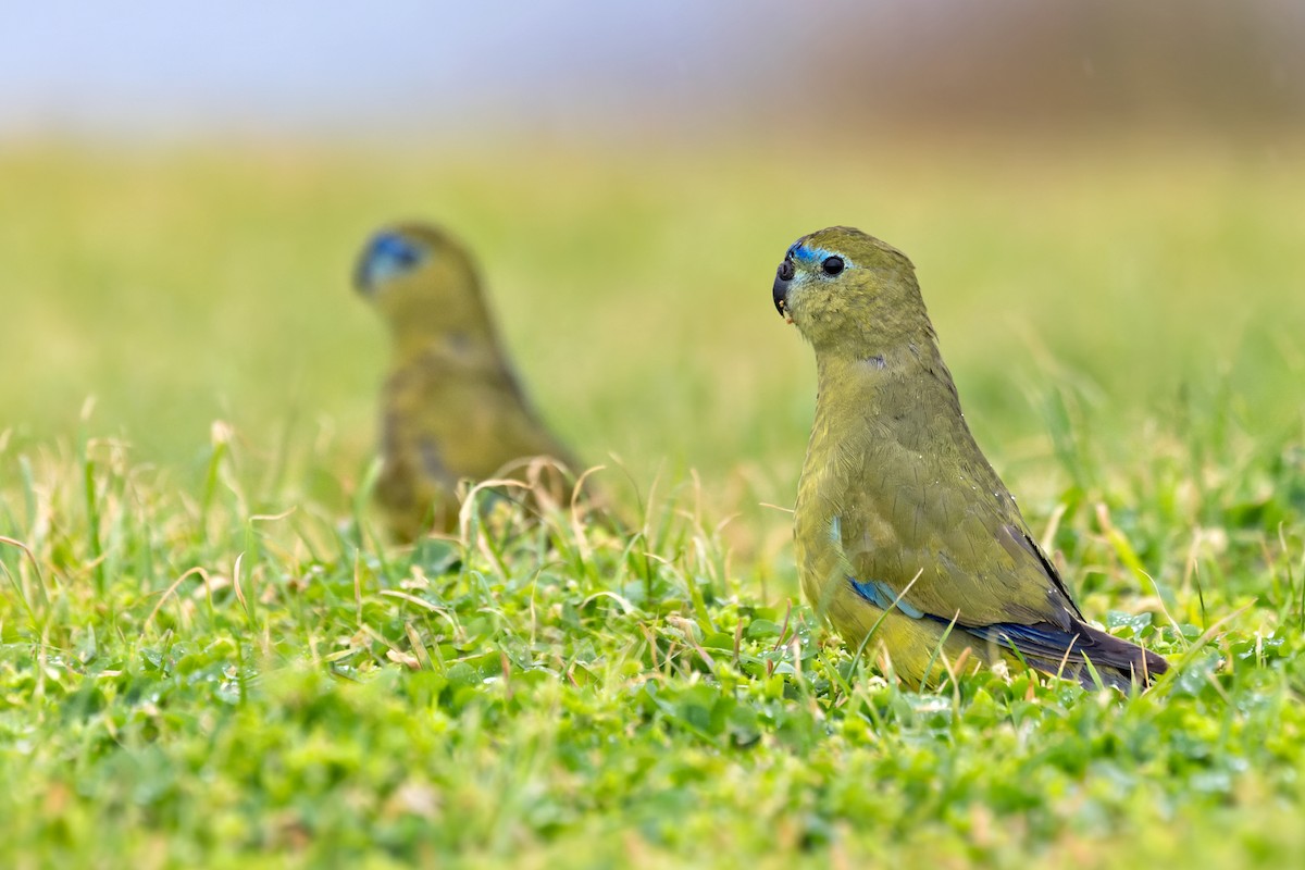 Rock Parrot - ML625115085