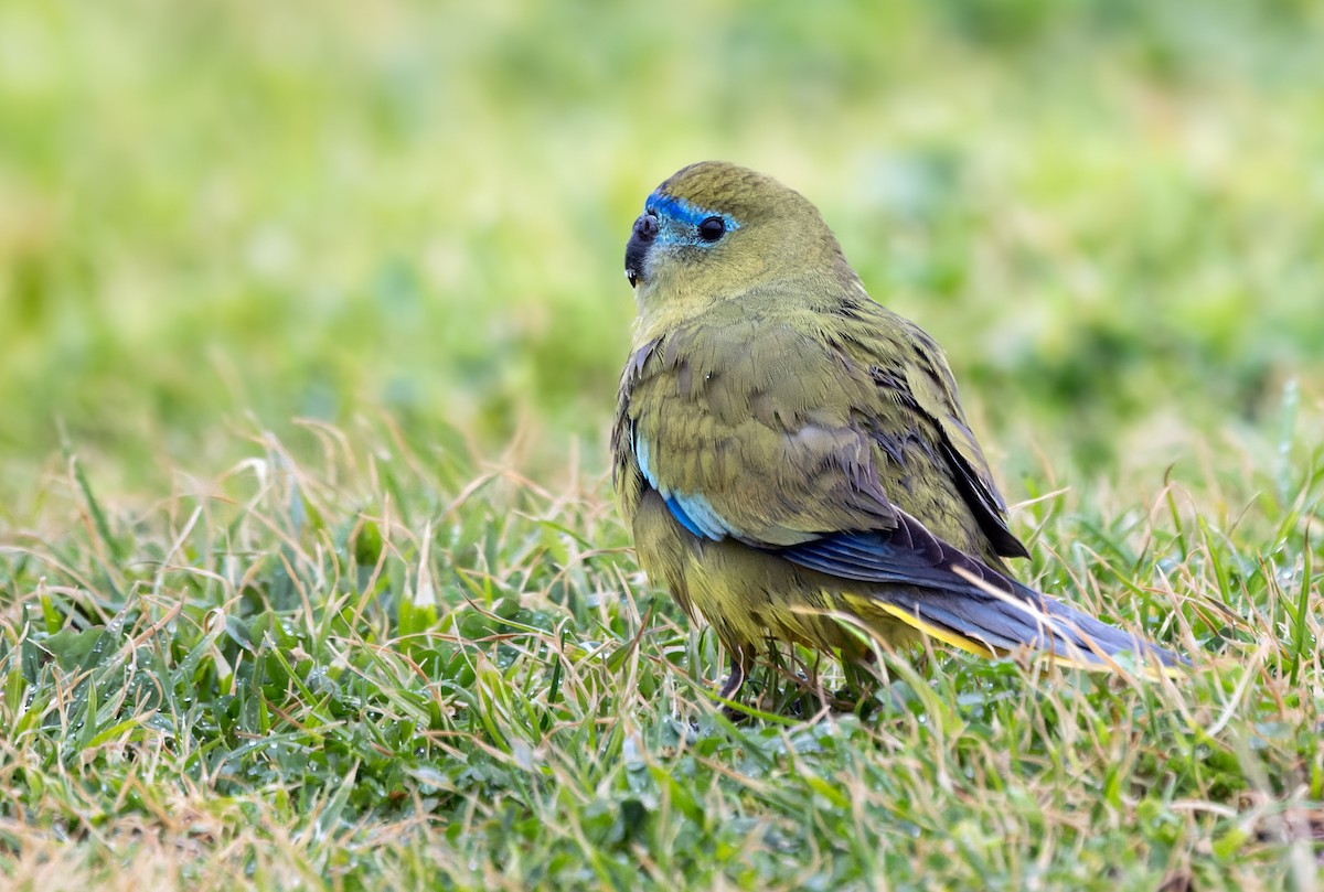 Rock Parrot - ML625115086