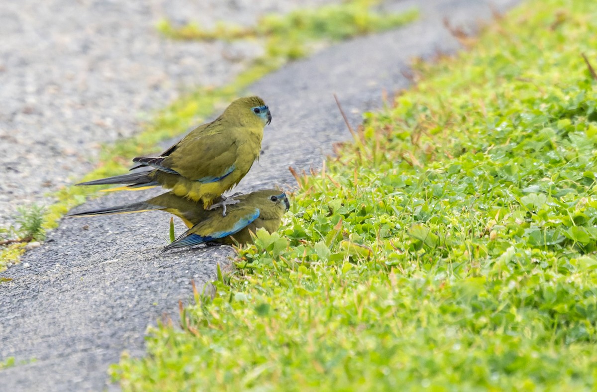 Rock Parrot - ML625115088