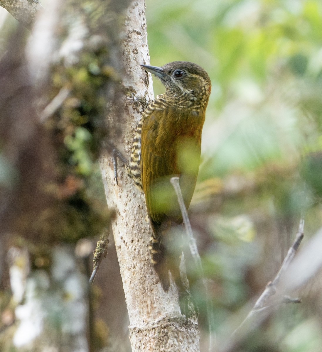 Bar-bellied Woodpecker - ML625115102