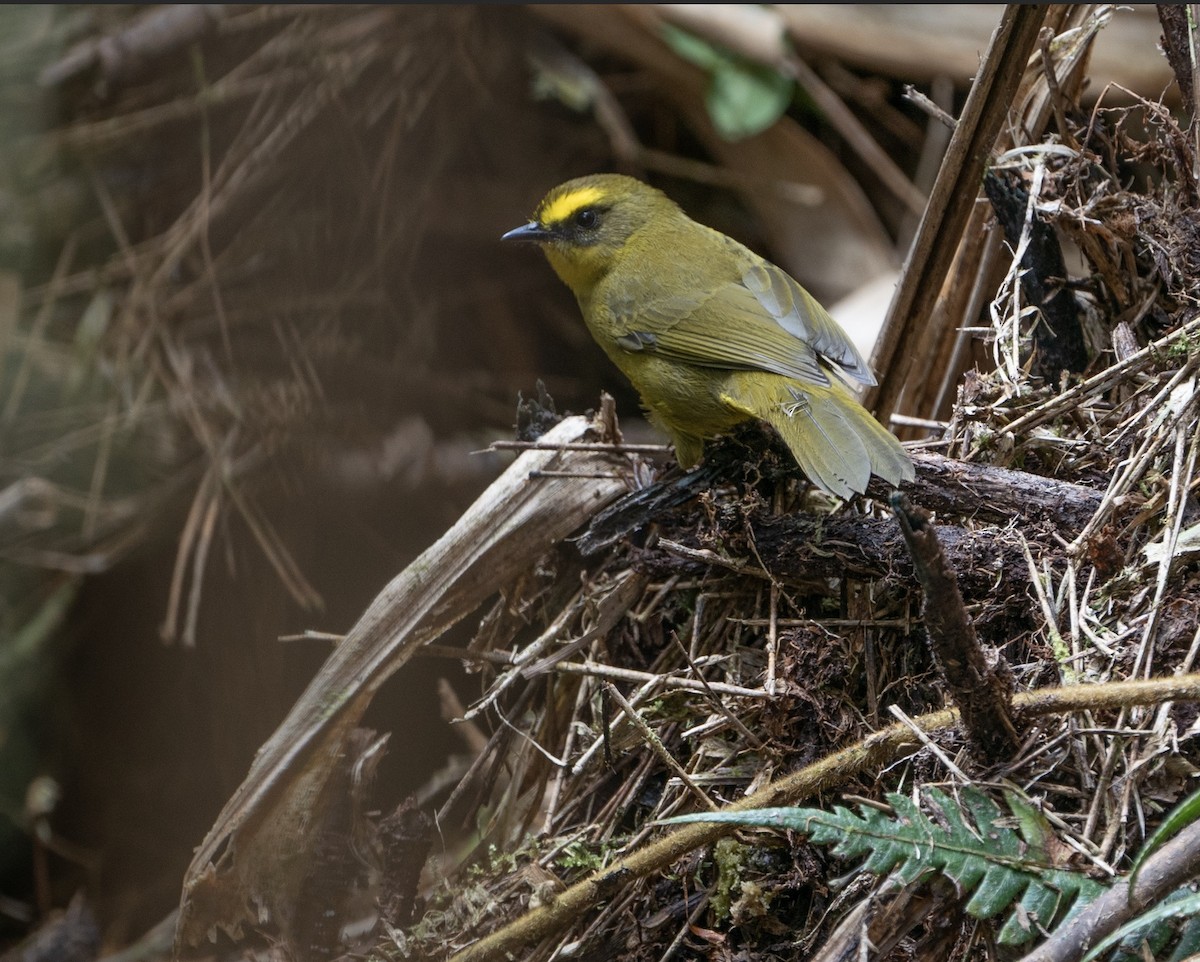 Citrine Warbler - ML625115107