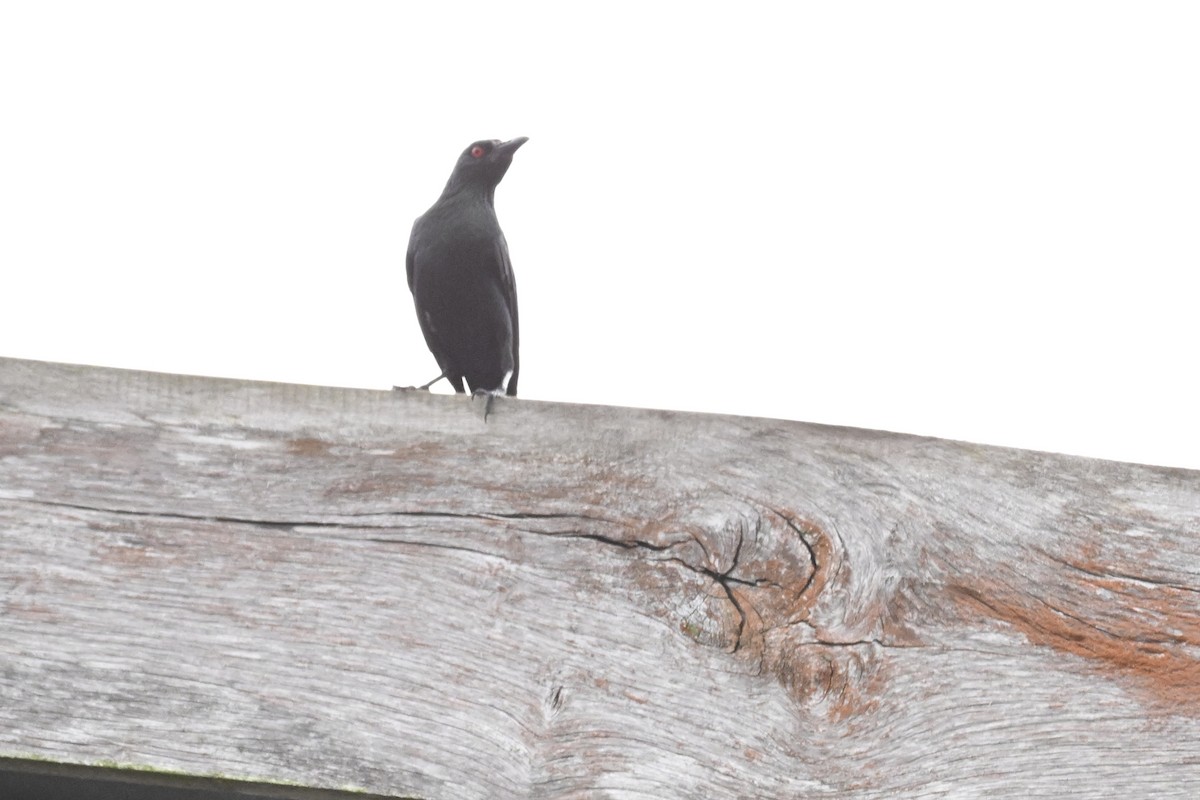 Asian Glossy Starling - ML625115178