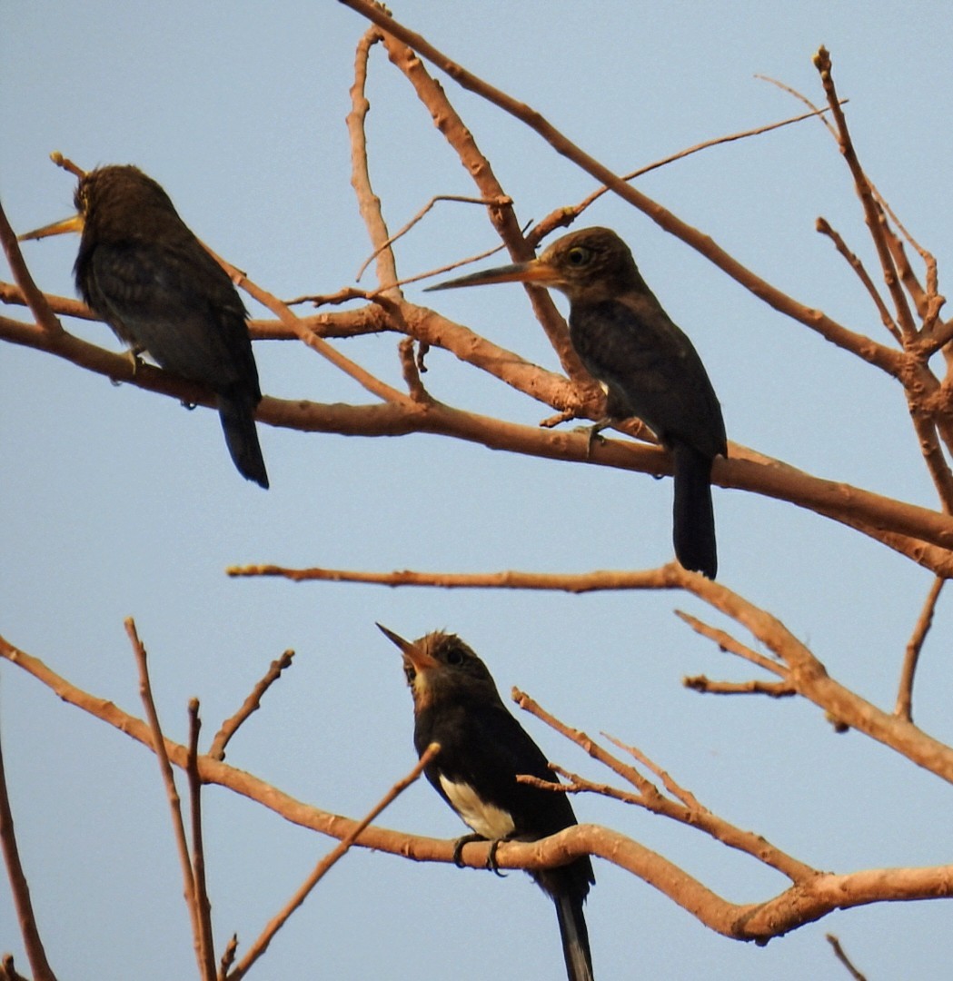 Brown Jacamar - ML625115195